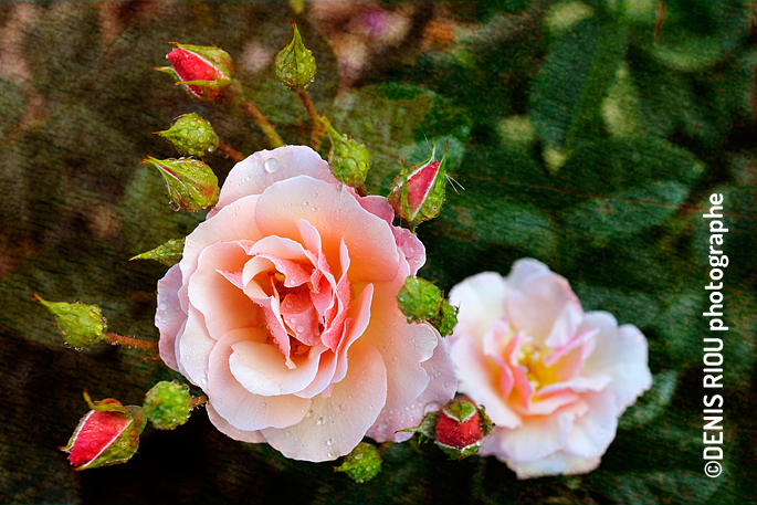 Roses « Martin des Senteurs »